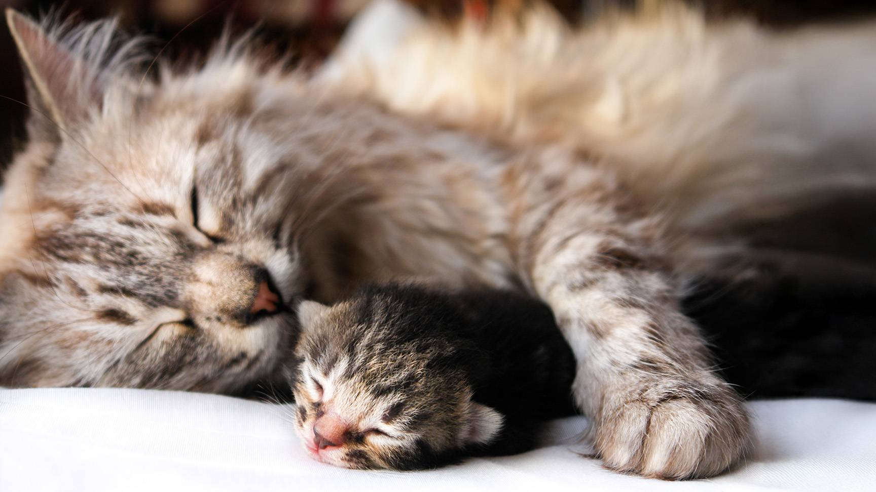 Sleeping mother cat with her kittens