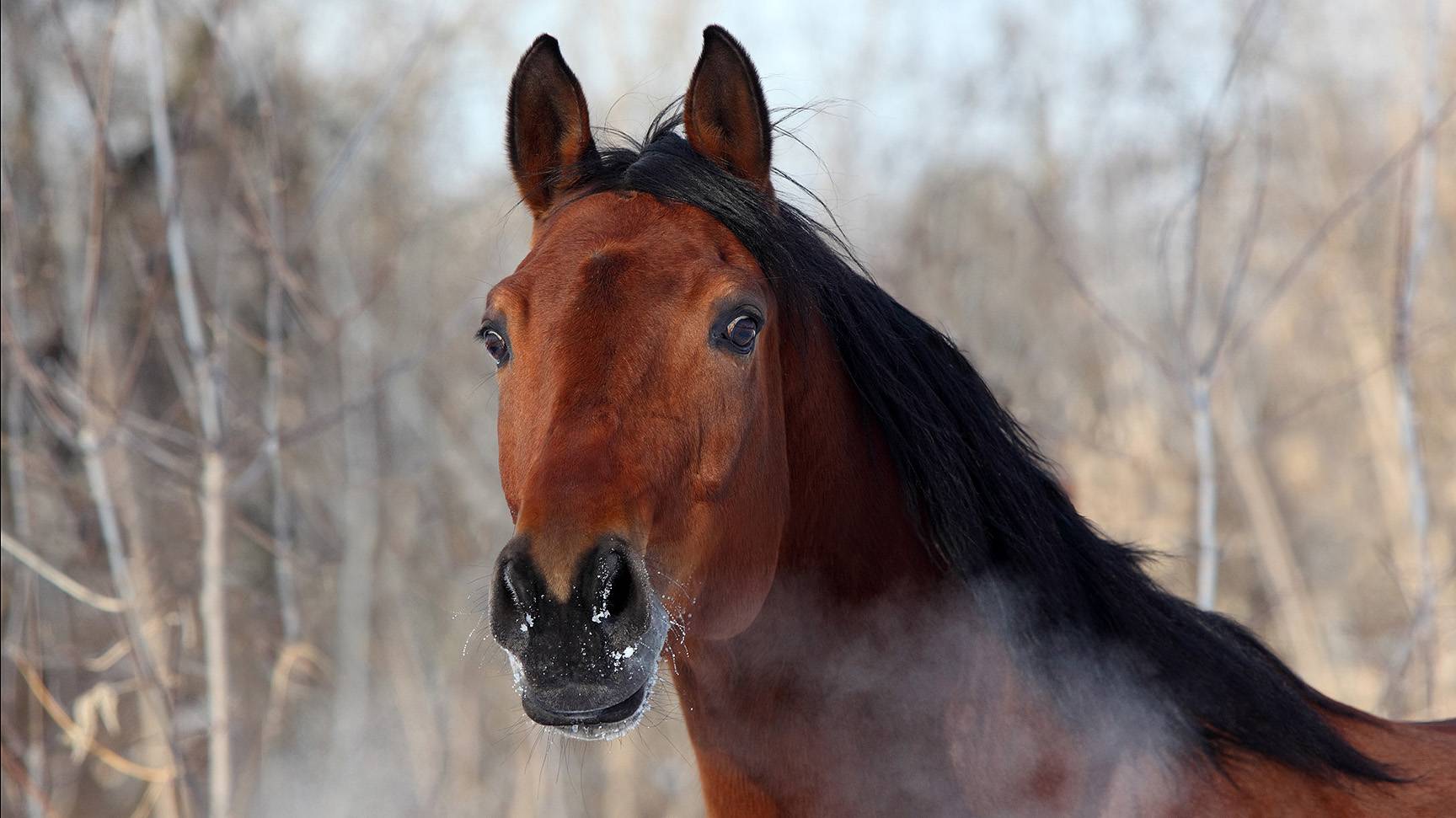 Horse head