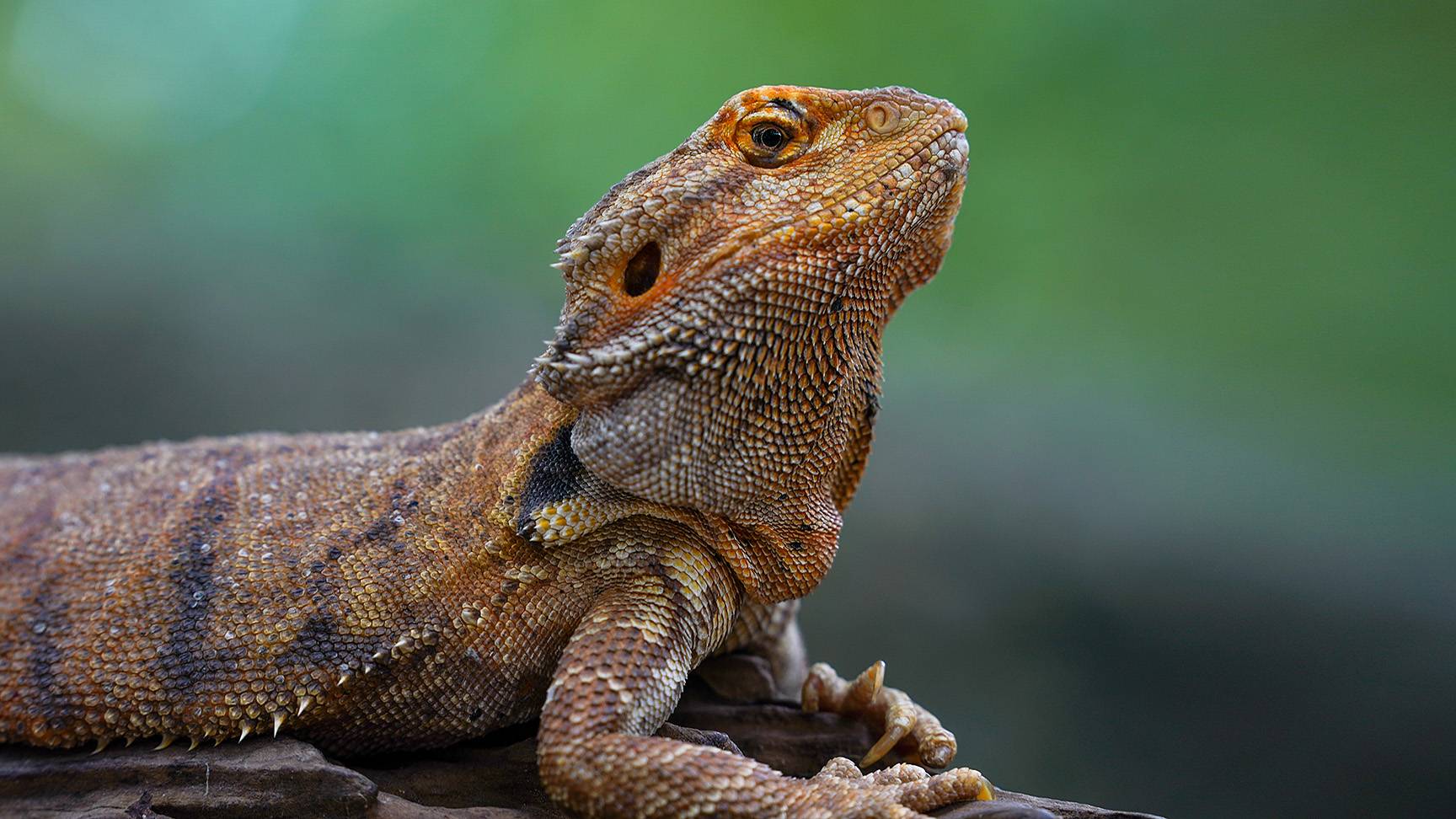 Bearded dragon