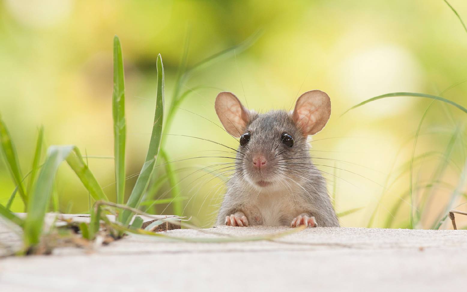 Mouse