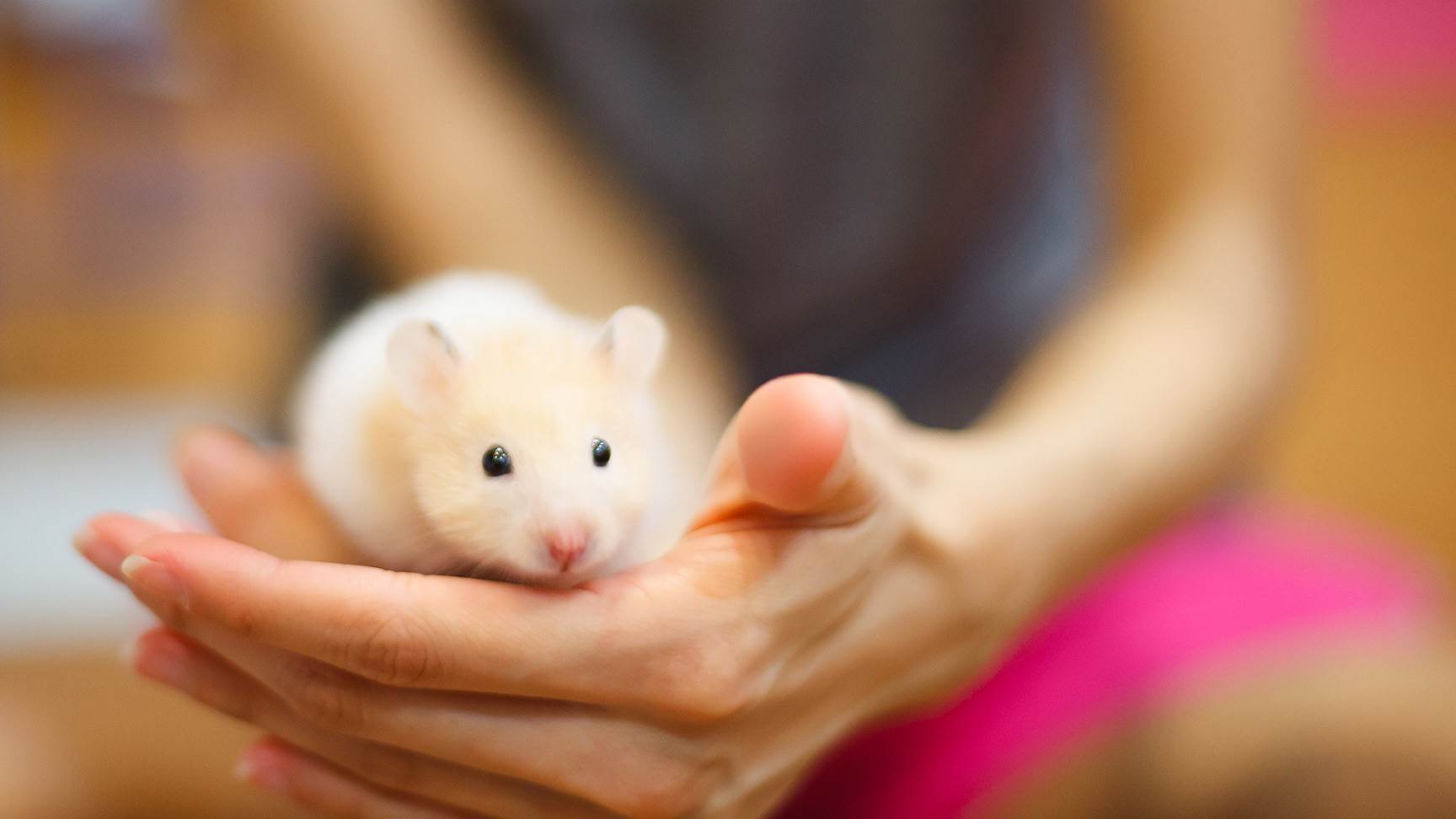 Hamster
