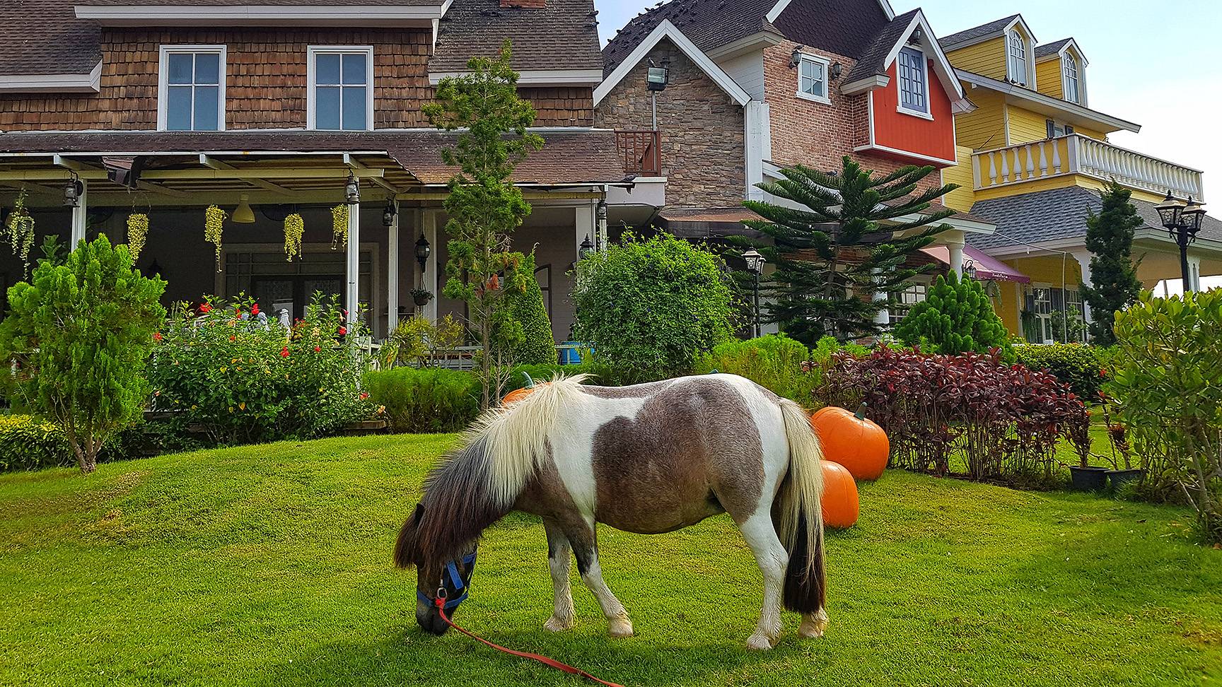 Pony in garden