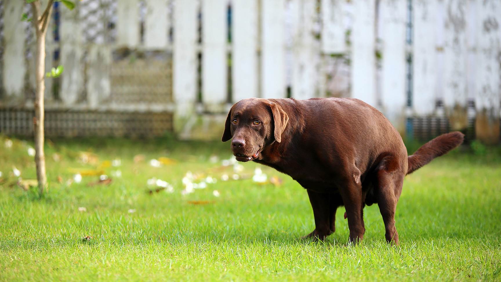 Hund beim Kotabsatz