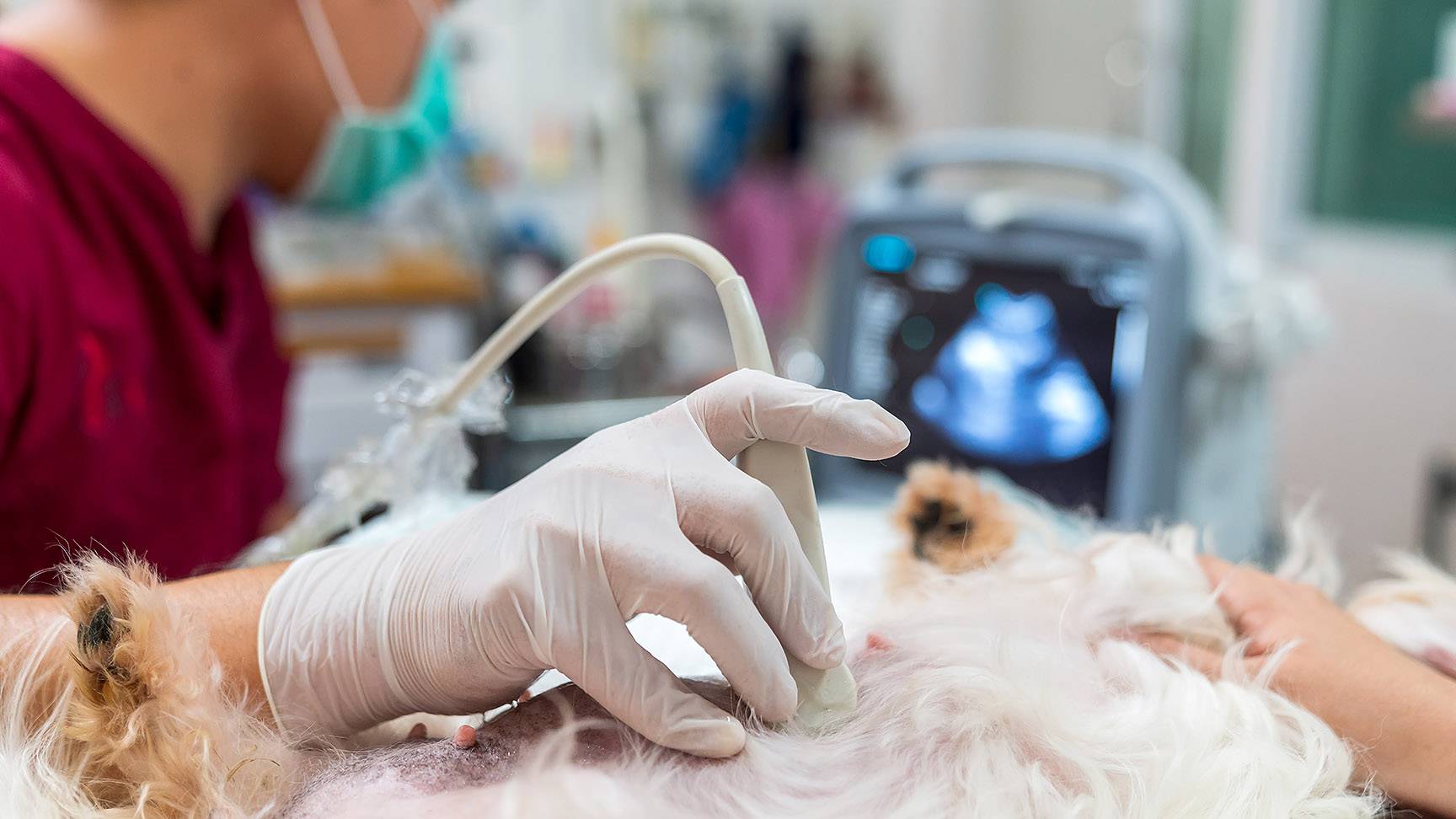 Ultraschalluntersuchung eines Hundes