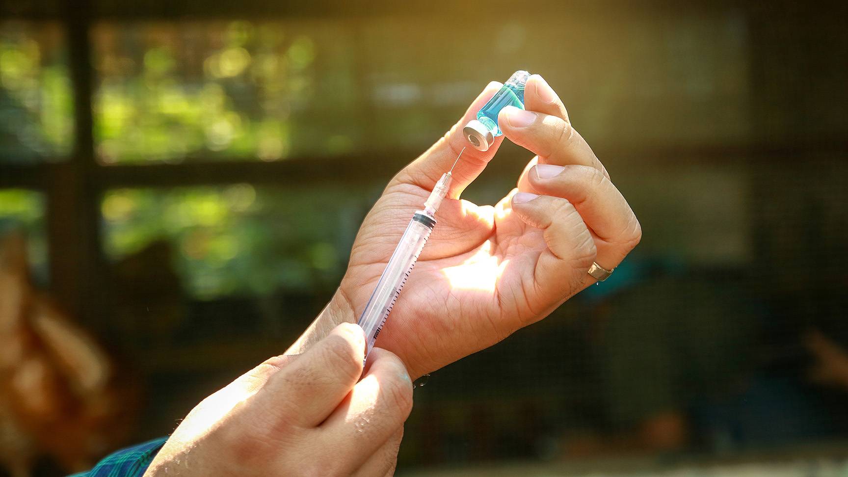 Horse with syringe