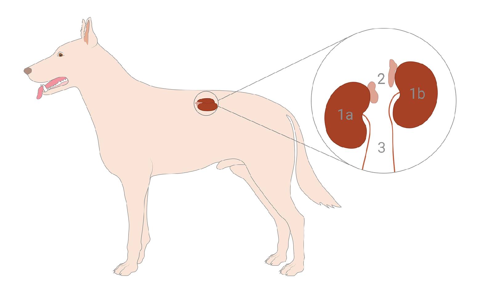 Diagram of the kidneys and adrenal glands in dogs