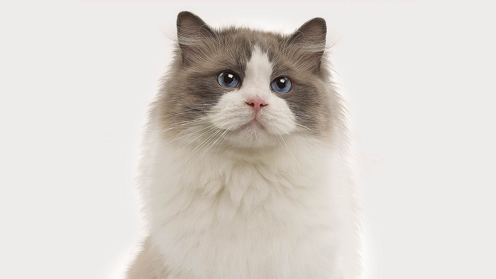 Ragdoll