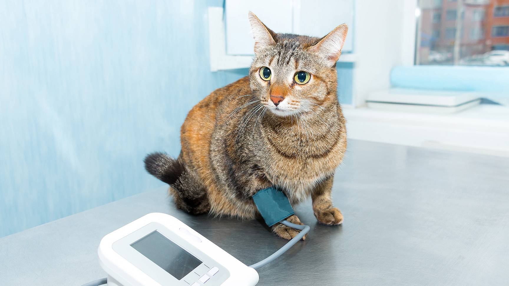 Blutdruckmessung Katze