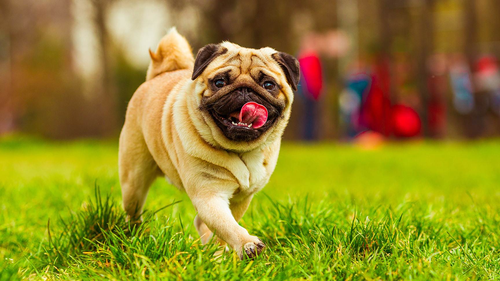 Pug