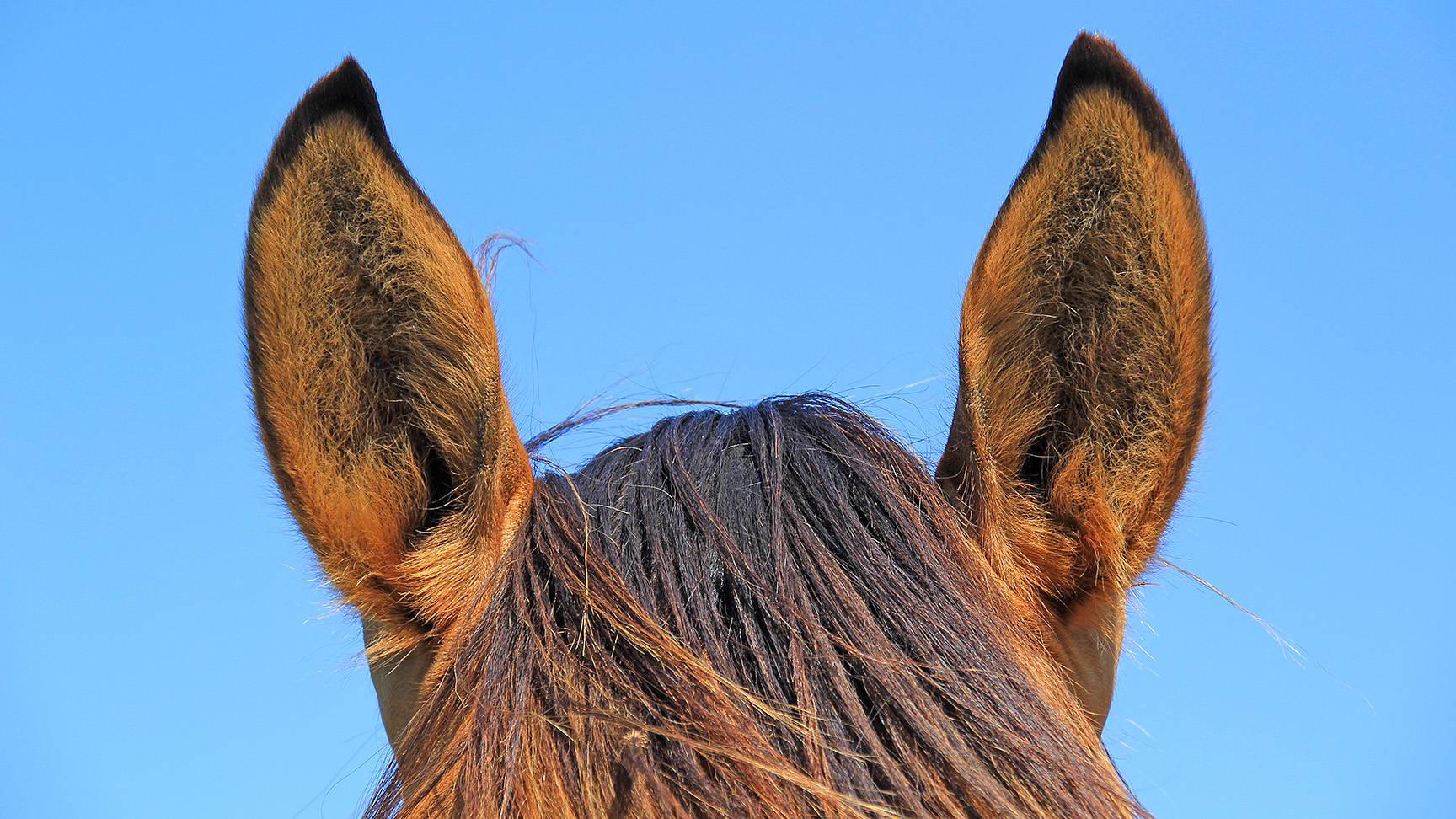 Horse's ears pointed straight forward