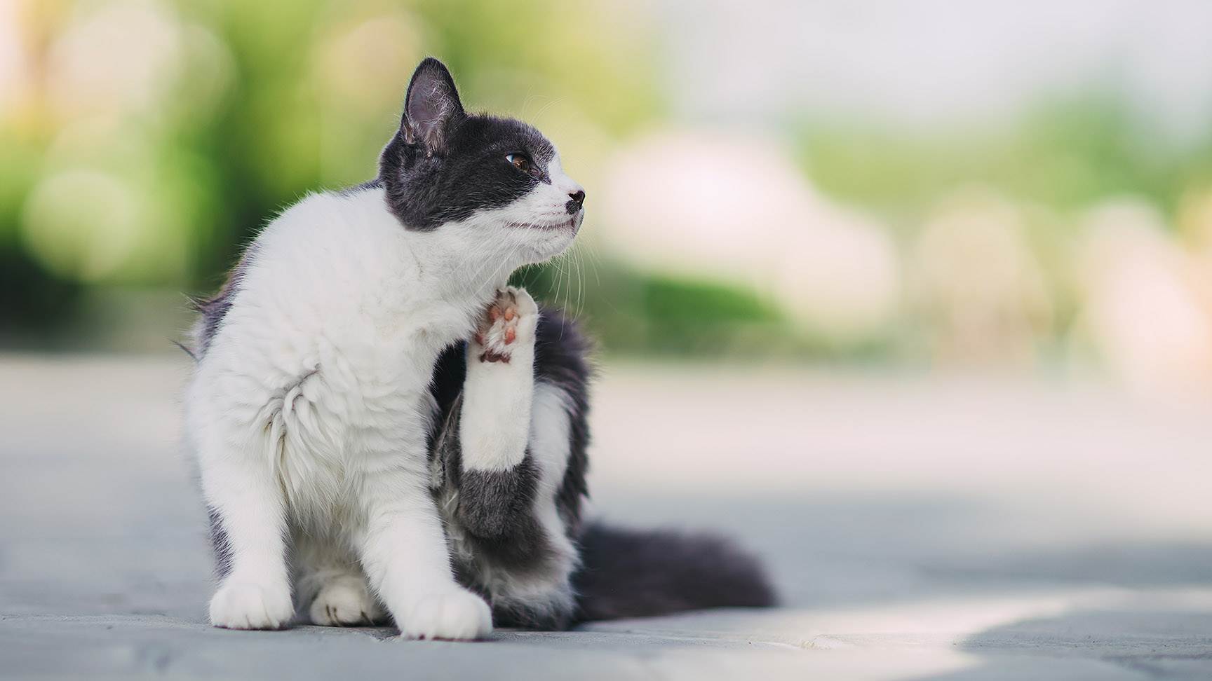 Katze kratzt sich