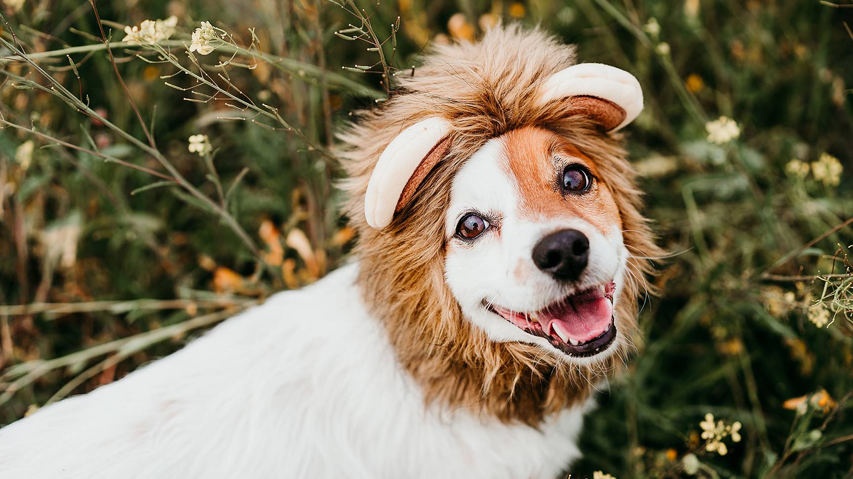 Dog with a stressed expression and ears pricked up