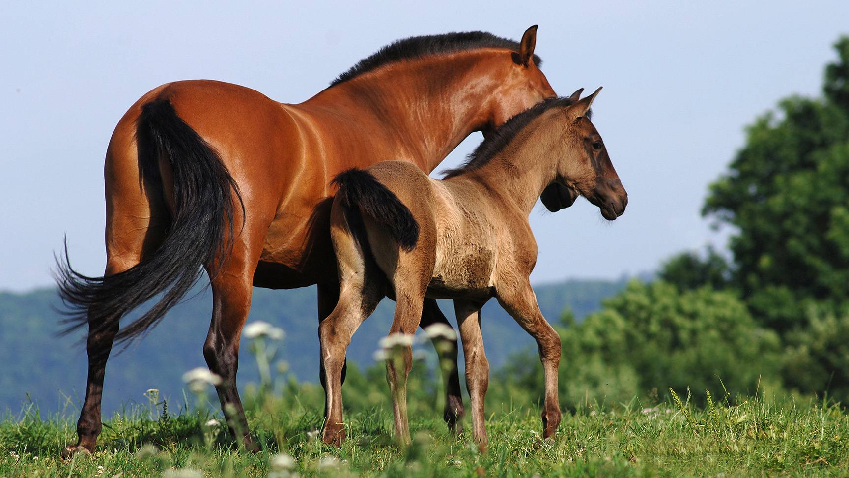 Mare with foal